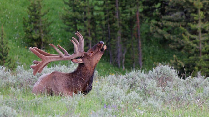 Bull elk at Canyon.