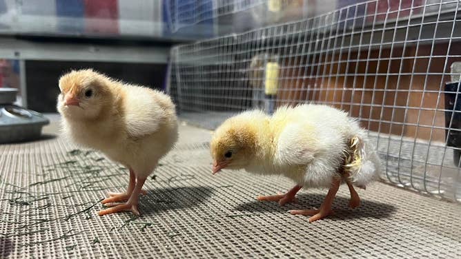 Four-legged chick with a rare mutation