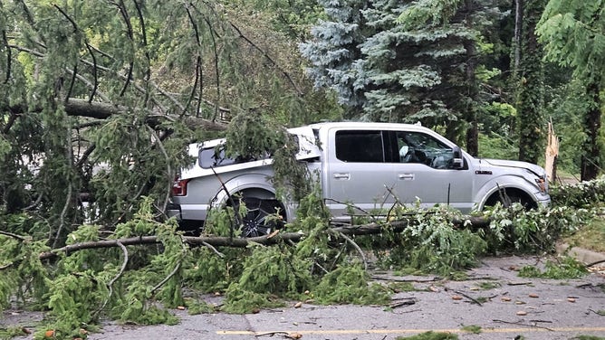 Tree damage in Southeast Michigan