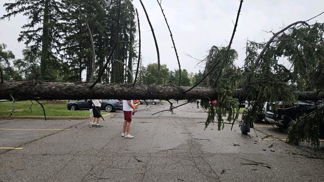Tree damage in Southeast Michigan