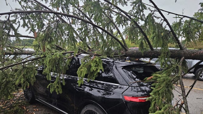 Tree damage in Southeast Michigan