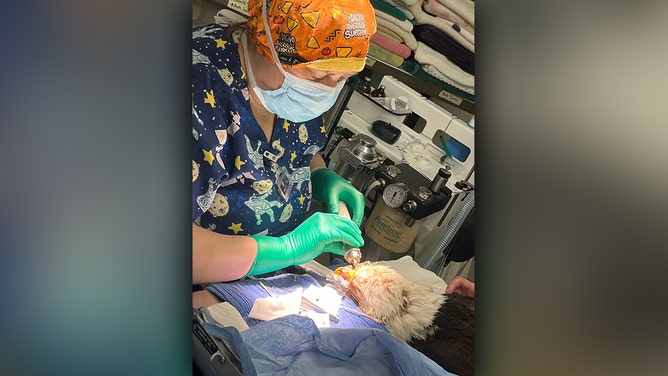 A Missouri bald eagle is battling for survival following a gunshot injury that nearly split his beak in two. The raptor has undergone three surgeries to repair the extensive damage, but his prognosis remains guarded.