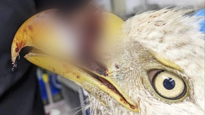 A Missouri bald eagle is battling for survival following a gunshot injury that nearly split his beak in two. The raptor has undergone three surgeries to repair the extensive damage, but his prognosis remains guarded.