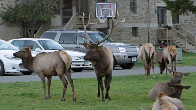 Bull elk and harem in Mammoth Hot Springs; Jim Peaco