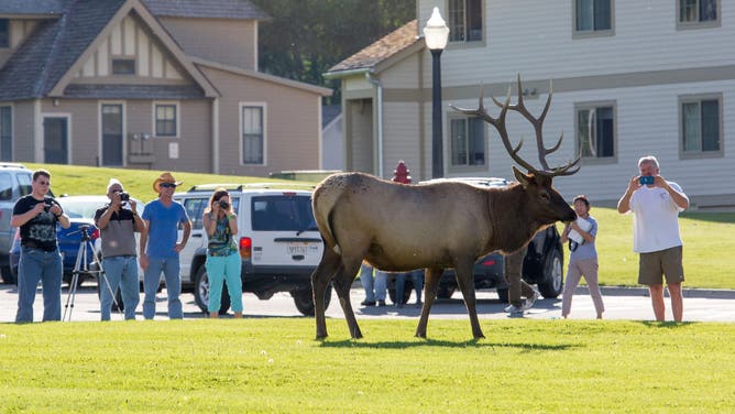 A crowd of people too close to a bull elk, Mammoth Hot Springs; Neal Herbert