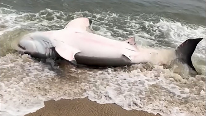 Beachgoers on the island of Nantucket, Massachusetts, successfully helped a shark back into the ocean after it washed ashore, recently shared video shows.