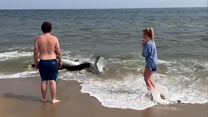 Beachgoers on the island of Nantucket, Massachusetts, successfully helped a shark back into the ocean after it washed ashore, recently shared video shows.