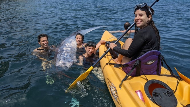 A group kayakers and snorkelers off of La Jolla, California encountered the rare deep-sea fish. According to the Scripps Institution of Oceanography, there have only been 20 sightings of the oarfish on California shores since 1901.