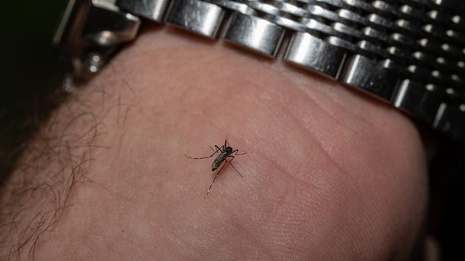 FILE - A mosquito biting a person. (Photo by Jon Cherry/Getty Images)