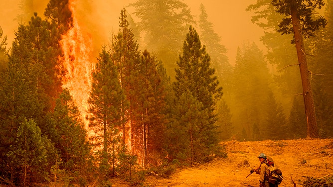 A US Forest Service firefighter monitors backfire during the Park fire in Tehama County's Mill Creek area of California August 7, 2024. 