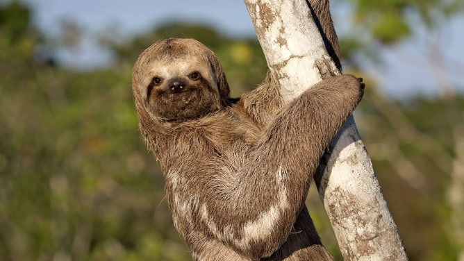 Sloth in the Amazon basin in South America.