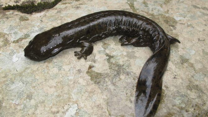 Photo of an eastern hellbender