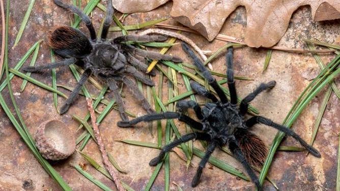 Aphonopelma jacobii, a male and female. Pine needles and acorn cap included for scale.