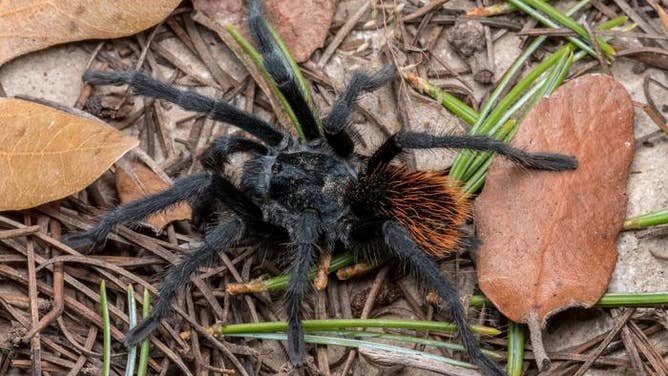 New tarantula species discovered in Southwest US | Fox Weather
