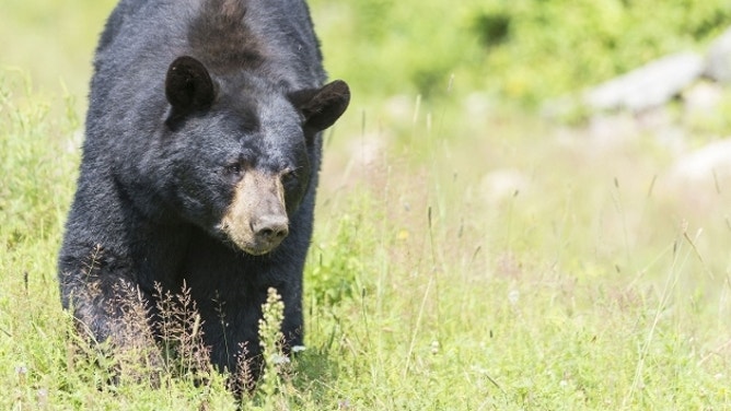 FILE: Black Bear.