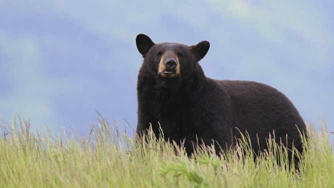 FILE: Black bear.