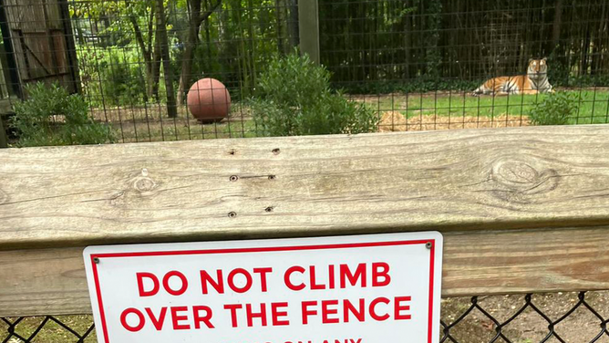 One of the brother Bengal tigers at the Cohanzick Zoo sits behind two layers of fencing and a sign that reads 