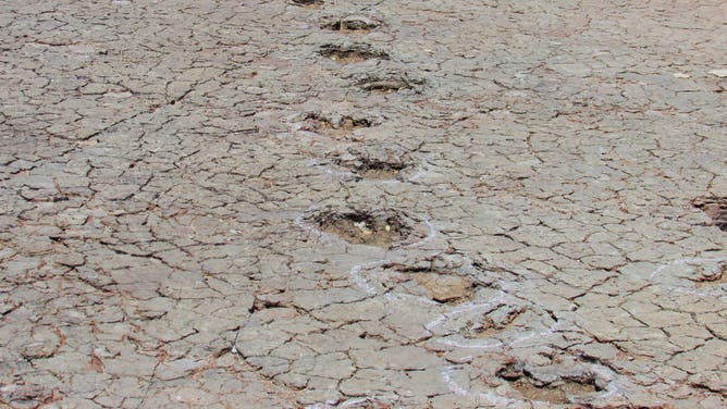 A long ornithopod trackway at Passagem das Pedra, Sousa Basin preserved in floodplain deposits of Lower Cretaceous.