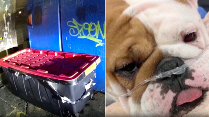 Las Vegas police are seeking the public's help in identifying who left Reba the bulldog to die in a taped container by dumpster.