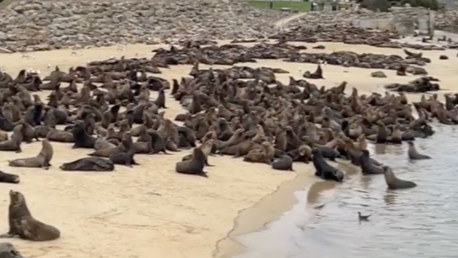 Sea lions on San Carlos beach.