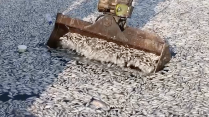 Heavy machinery scoop up dead fish.