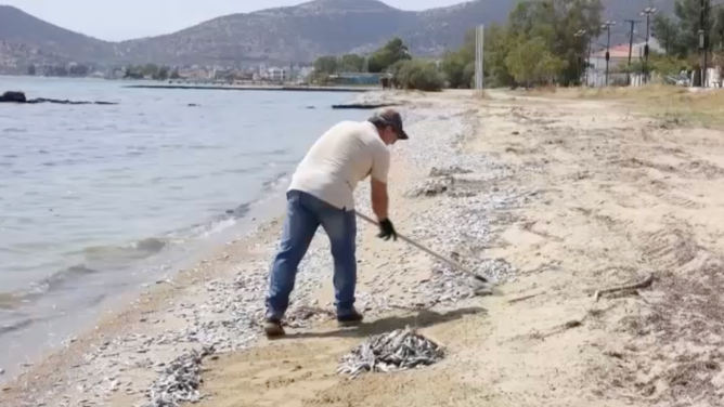 Man cleans up dead fish from the shore of the port.