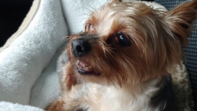 9-year-old Yorkie named Maddie