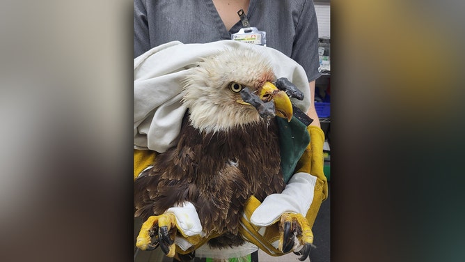 A Missouri bald eagle is battling for survival following a gunshot injury that nearly split his beak in two. The raptor has undergone three surgeries to repair the extensive damage, but his prognosis remains guarded.