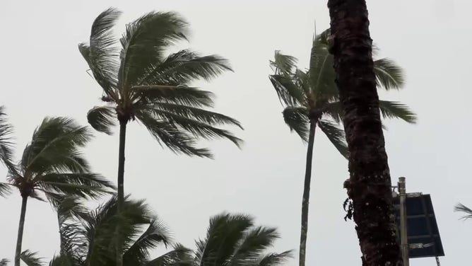 Palm trees are seen swaying in the wind as Hurricane Hone impacts the Big Island of Hawaii.
