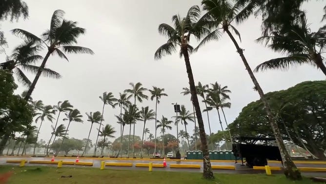 Palm trees are seen swaying in the wind as Hurricane Hone impacts the Big Island of Hawaii.