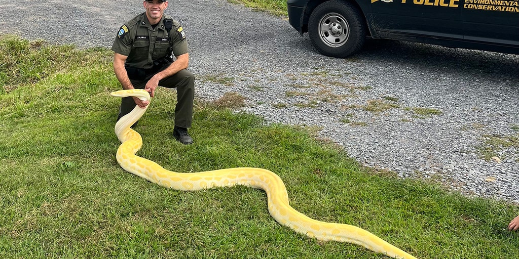 New York Man’s 13-Foot Python Causes Trouble Relocated to Zoo
