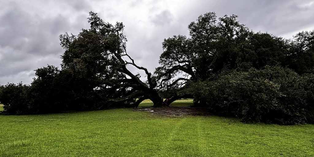 Hurricane Francine topples 230-year-old oak tree in Louisiana