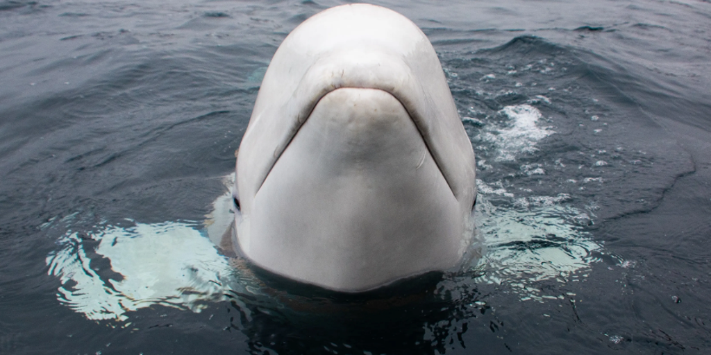 Famous Beluga whale thought to be 'Russian spy' dies in Norway | Fox ...