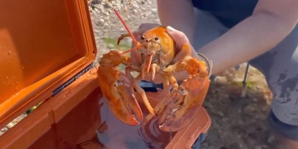 ‘Ultra rare’ orange lobster rescued from seafood shop, returned to sea in New York