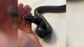See it: Snake barfs up two other snakes, including rattlesnake, after found in Georgia - Fox News