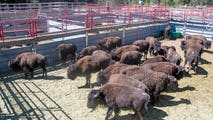 100 bison relocated from Arizona national park in effort to manage overpopulation