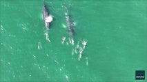 Watch: Rare marine spectacle off New York's Fire Island captured in stunning drone video