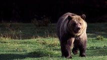 Yellowstone officials warn visitors after grizzly bears spotted emerging from hibernation as spring approaches