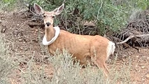 Watch: Trapped Colorado mule deer freed from lid around neck after weeks of suffering