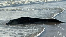 Florida alligator finds break in rainy weather to sunbathe on a beach