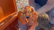 'Ultra rare' orange lobster rescued from seafood shop, returned to sea in New York