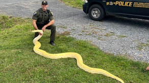 See it: New York man's illegal pet snake becomes a 13-foot problem