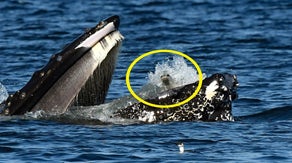 See it: Lucky seal survives nearly becoming humpback whale's lunch in Washington