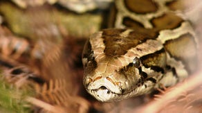 See the large python captured that helped a Florida man win $10,000