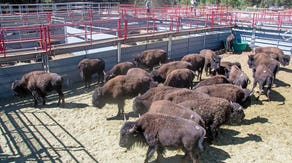 100 bison relocated from Arizona national park in effort to manage overpopulation