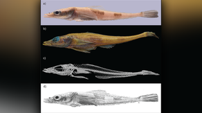 New species of dragonfish discovered in Antarctic