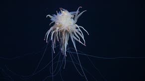 Watch: Rare 'flying spaghetti monsters' spotted in recent deep sea expedition