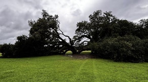 Hurricane Francine topples 230-year-old oak tree in Louisiana