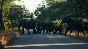 Zimbabwe criticized for allowing mass killing of elephants amid El Nino-produced drought