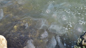 Hundreds of stinging creatures wash up on Texas beaches